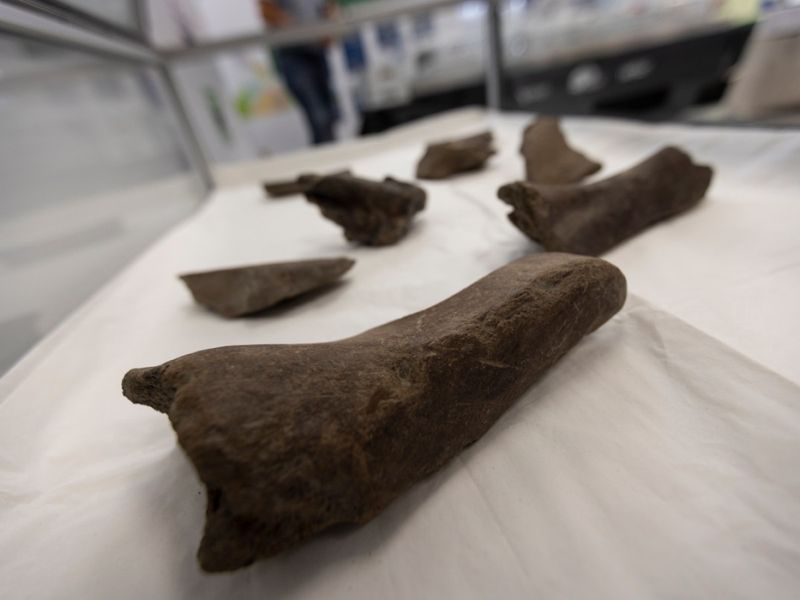 Fossil Discoveries Sparked Scientific Interest