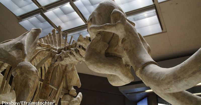 The Surprising World Of Florida's Ancient Elephants