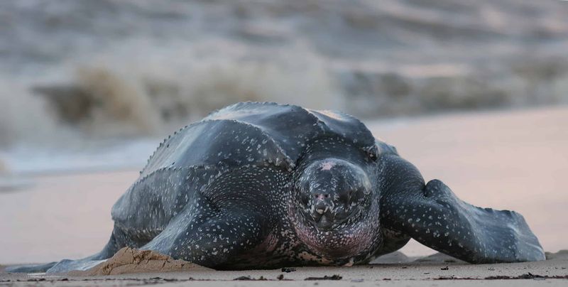 Record-Breaking Size
