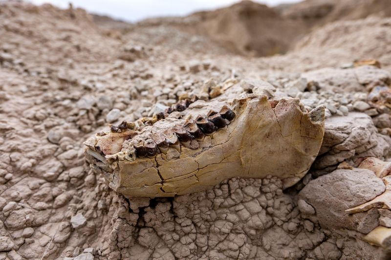 Montana's Badlands Hide Marine Secrets