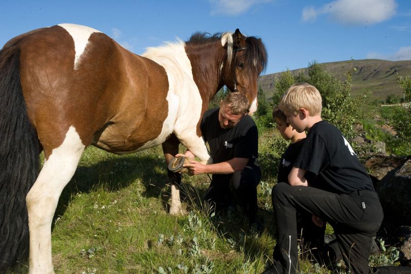 Icelandic Horses