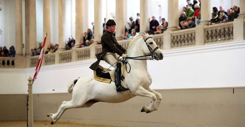 Lipizzaner