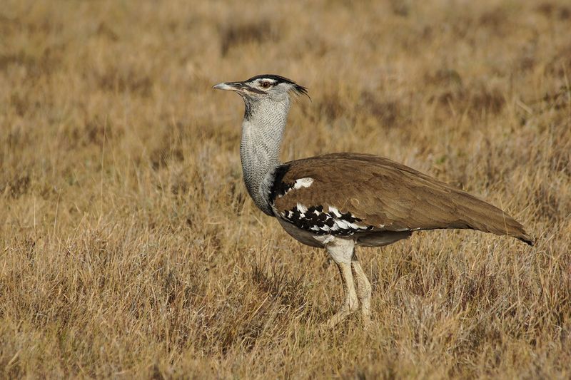 Kori Bustard