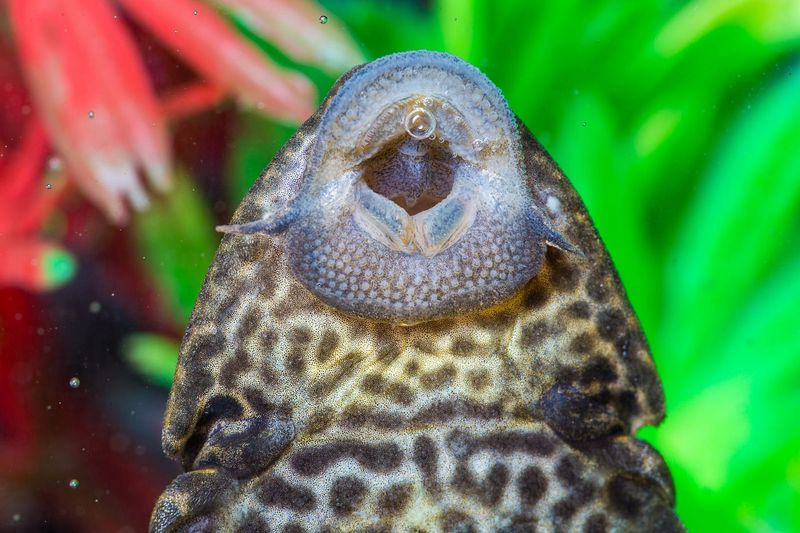 Plecostomus: The Tank's Cleanup Crew