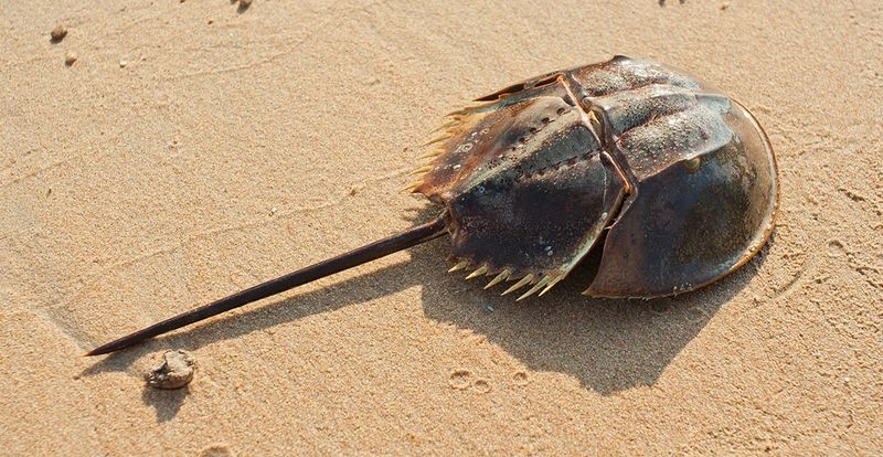 Horseshoe Crab