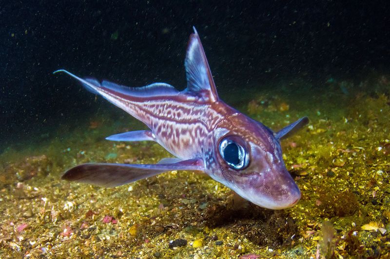 Ghost Shark