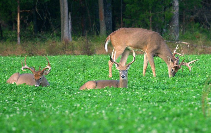 Clover: A Deer’s Favorite Treat
