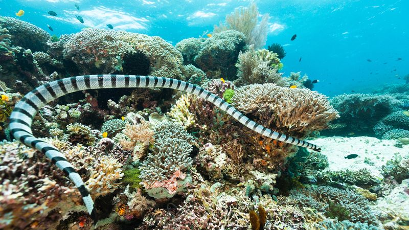 Slithering Sea Danger: Sea Snake