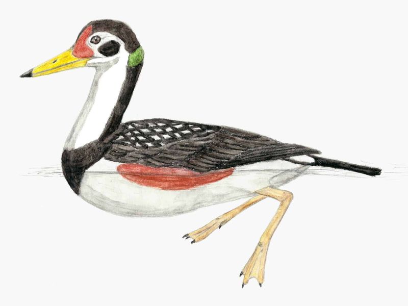 A Closer Look At Vegavis
