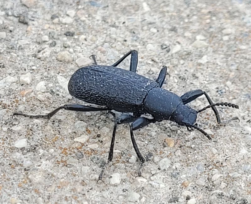 Upis Beetles