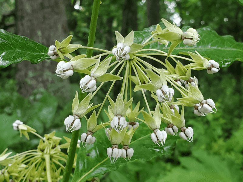 Poke Milkweed (Asclepias Exaltata)