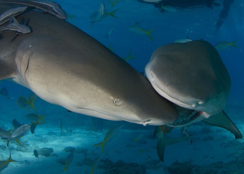 Reproductive Role: Do Male Sharks Invert Females During Mating?