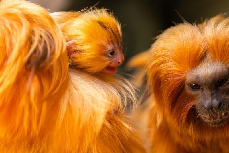 Golden Lion Tamarin
