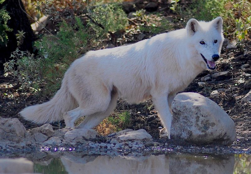 Tundra Wolf