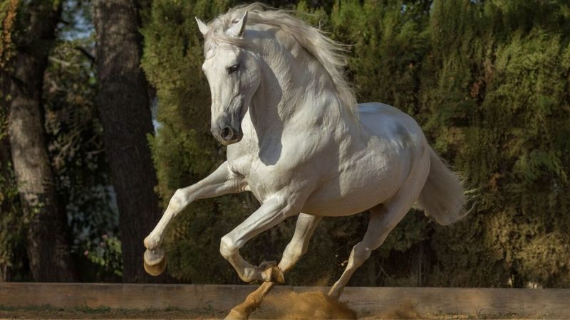 Andalusian