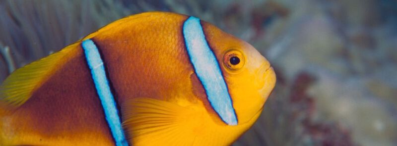Orange-Fin Anemonefish Change Gender When Needed
