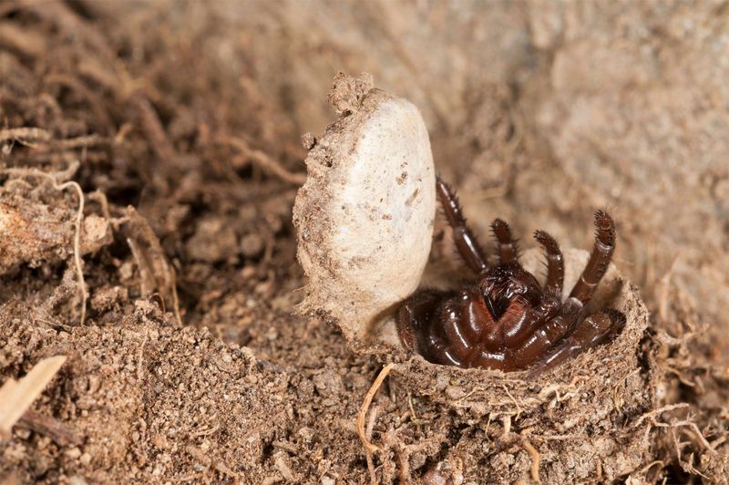 Trap-Door Spiders' Ambush Engineering