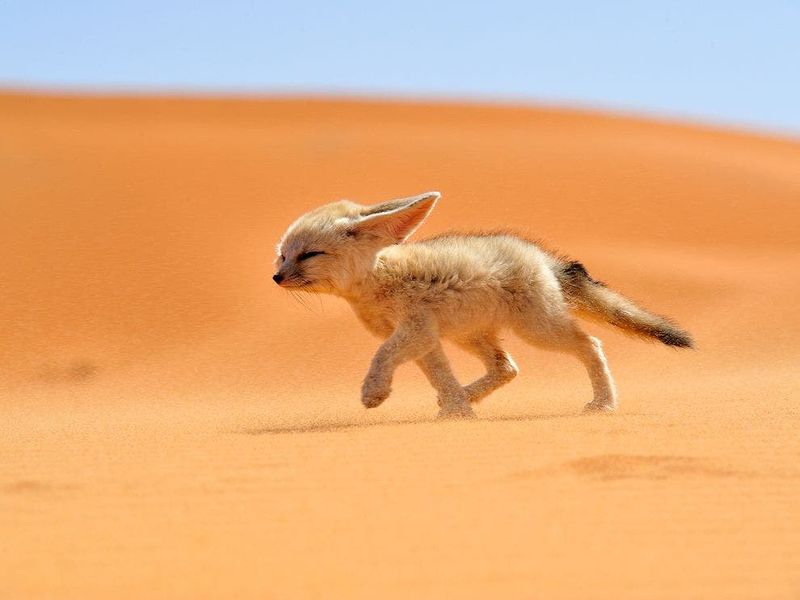 Fennec Fox (Vulpes zerda)