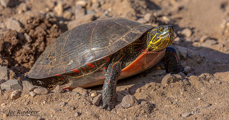 Painted Turtle (Chrysemys picta)