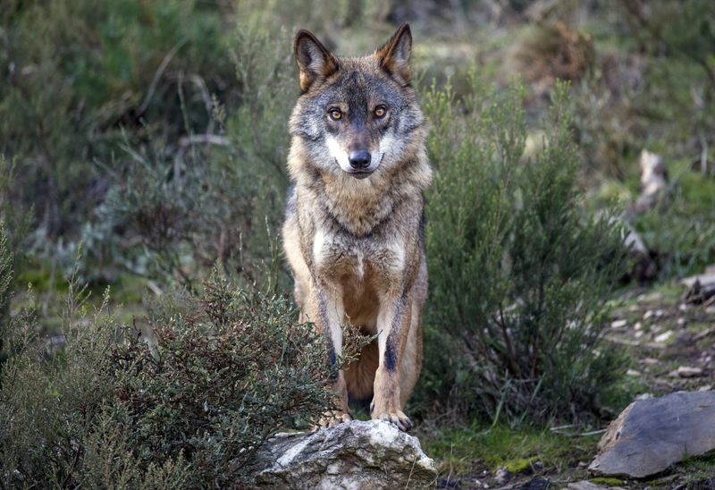 Iberian Wolf – The Mediterranean Survivor