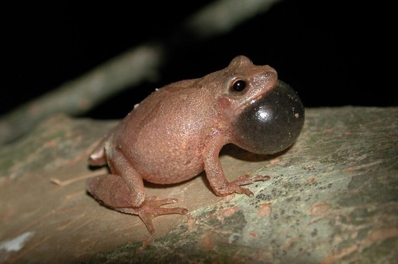 Chorus Frogs