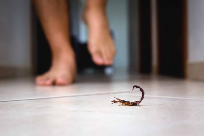 What To Do If You Encounter A Scorpion In Oregon