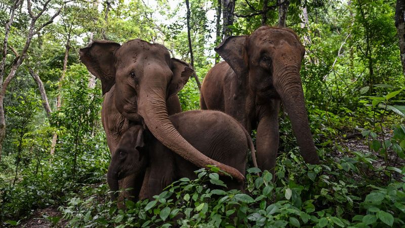 The Study Highlights How Losing One Species Can Harm Many Others