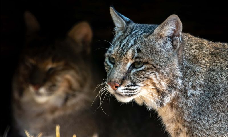 Arkansas - Bobcat