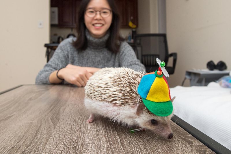 Massachusetts' Academic Animal Assistants