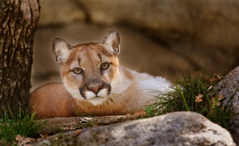 California - Mountain Lion