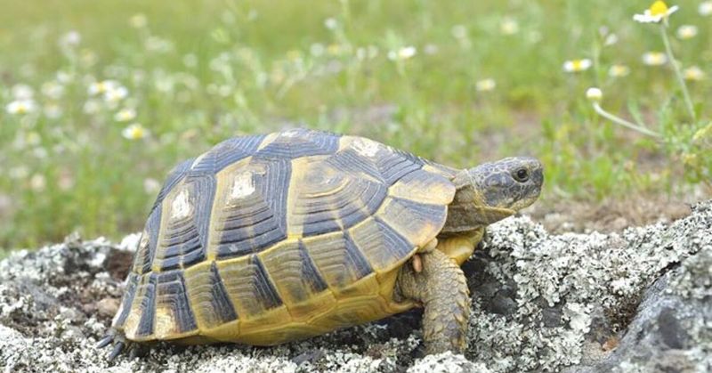 Slower Lives Mean Fewer Risks