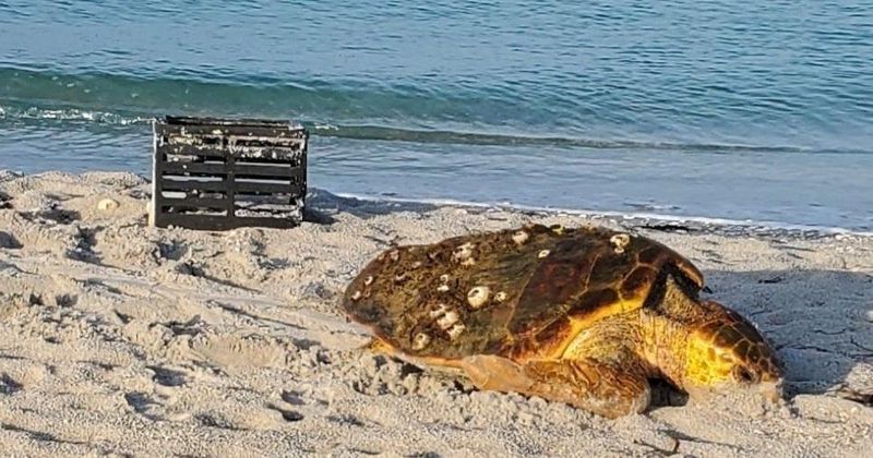 Beach Furniture Blocks Nesting Paths