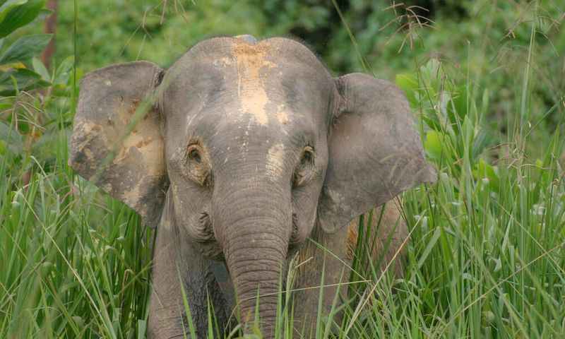 Their Presence Supports Countless Other Mammal Species