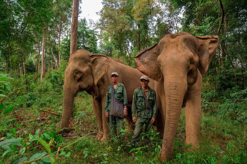 Protecting Elephants May Be Key To Saving Entire Forest Ecosystems