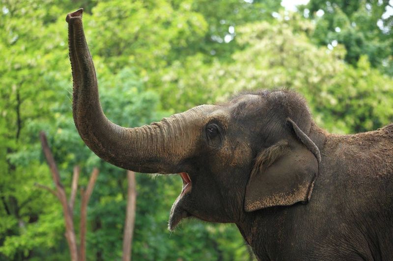 They Shape Forests By Eating, Digging, And Moving Through Dense Growth