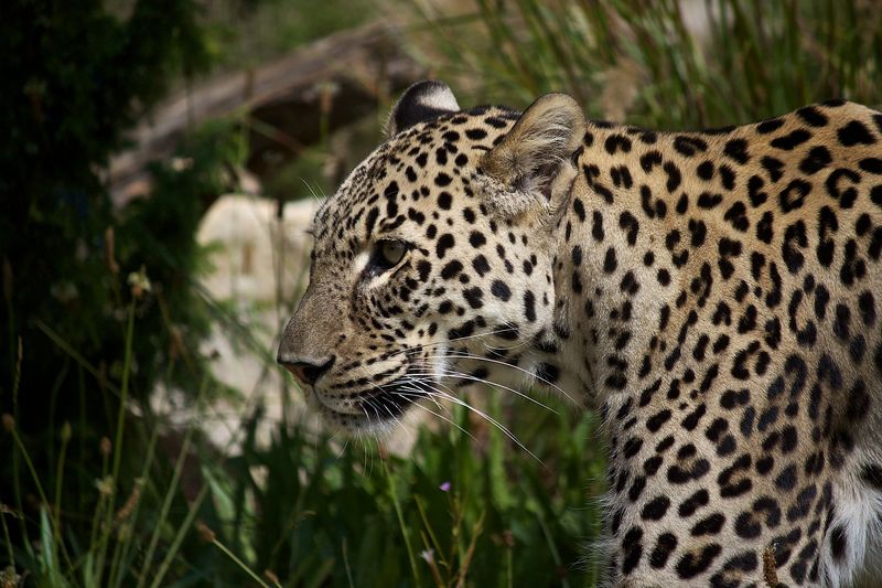 Persian Leopard: Mountain Heat Survivor