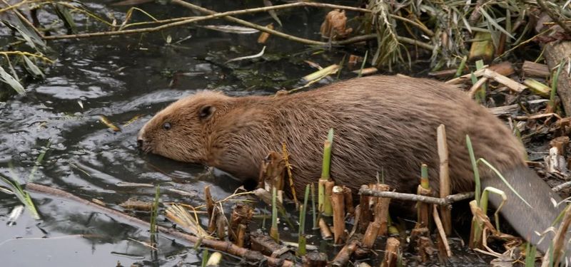 Beaver Populations Rebounded