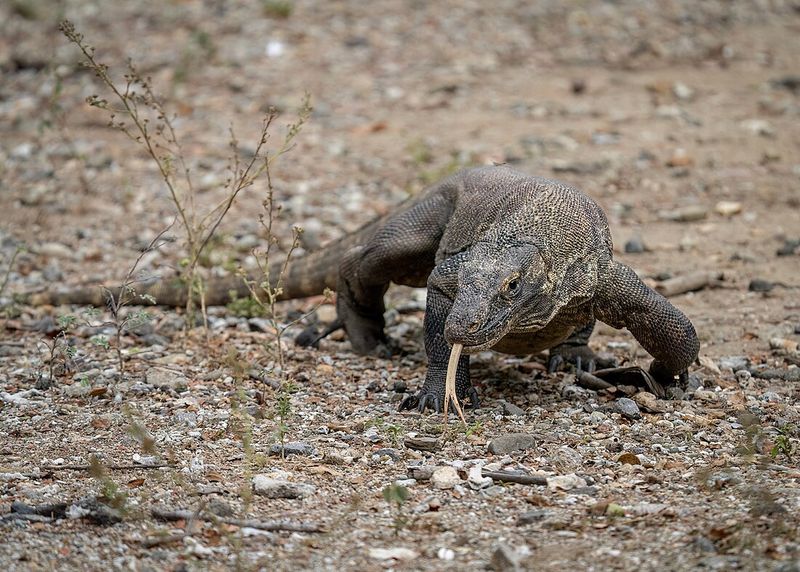 Avoiding Toxic Plants Or Inedible Prey