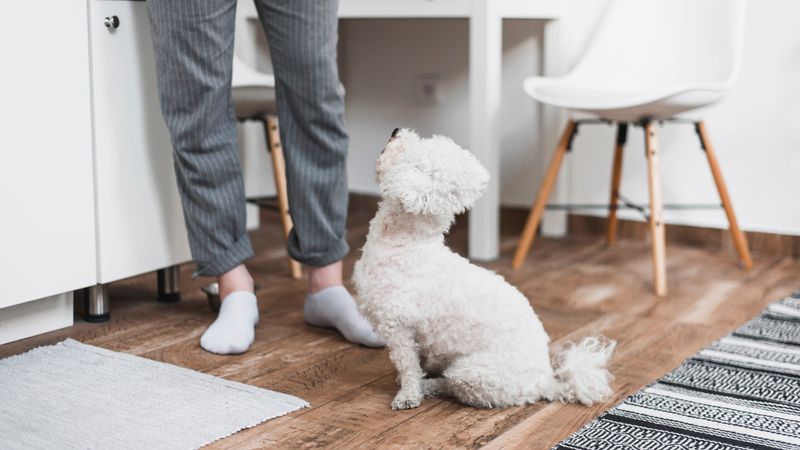 Dogs Give Us A Sense Of Routine