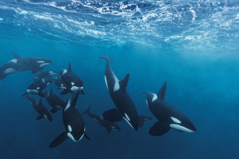Behaviour Is Most Common In Iberian Orca Pods