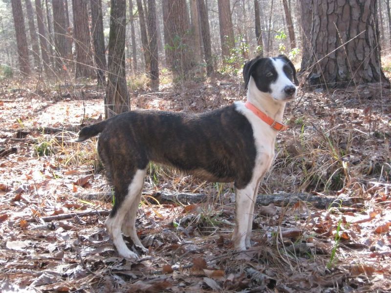 Mountain Cur