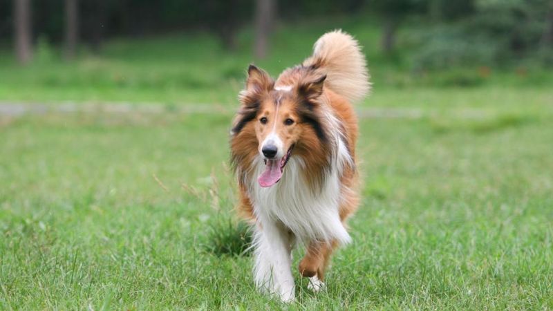 Rough Collie