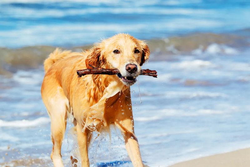 Golden Retrievers: Friendly Explorers Who Check In