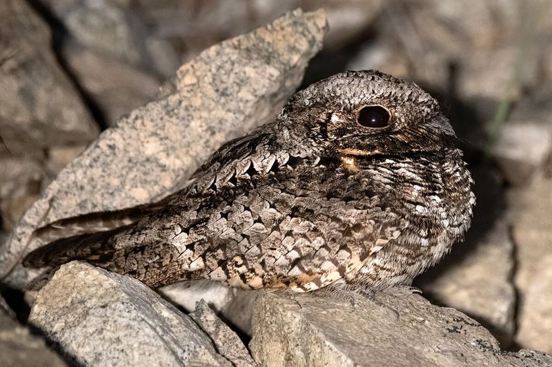 Common Poorwill: Leaf Litter And Stillness