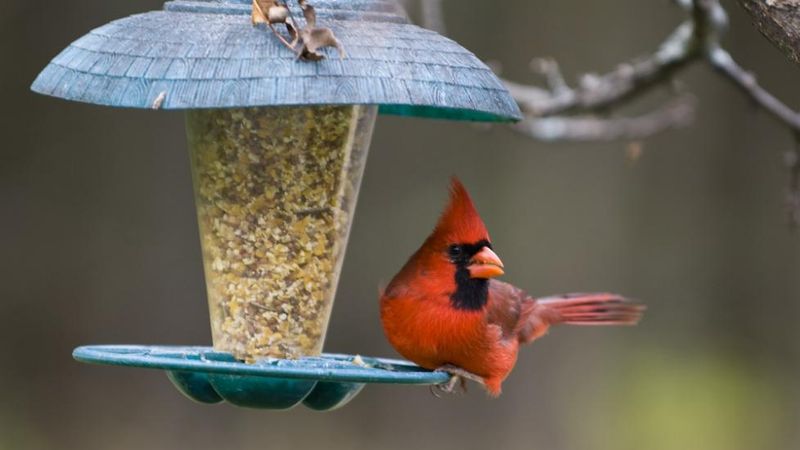 Maintain Bird Feeding Stations