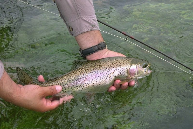 The Best Techniques For Holding Delicate Fish Species