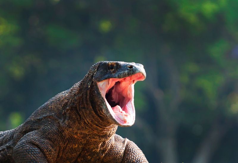 Communicating With Other Komodo Dragons