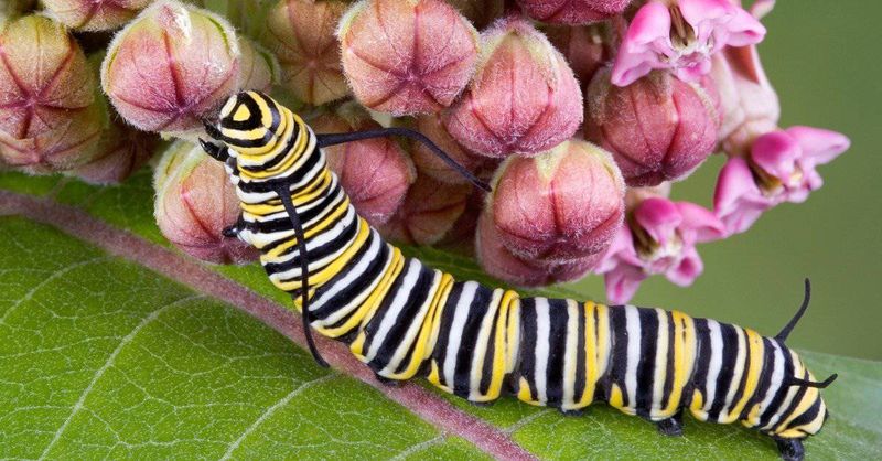 Growing Caterpillar: The Eating Machine