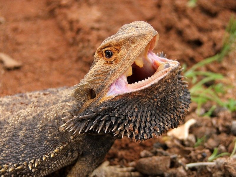 They Have Specialized Tooth Types
