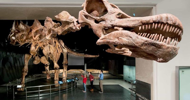 Museum Sensation Too Big For Display